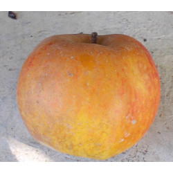 Pommier 'Blenheim Orange'