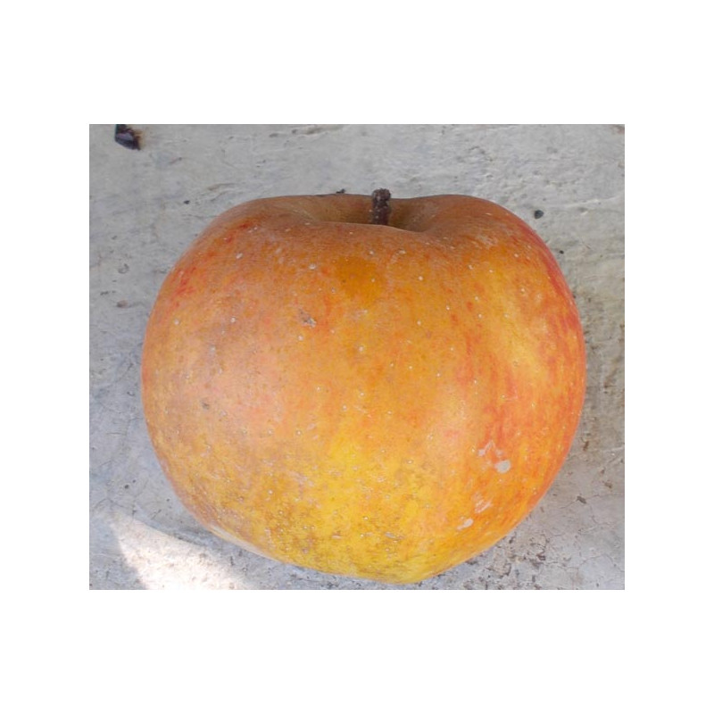 Pommier 'Blenheim Orange'